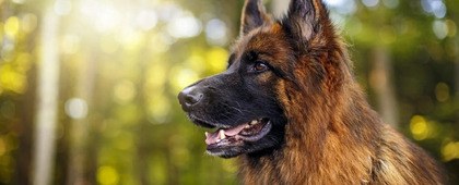  Welkom op de site van VDH Afdeling Groningen